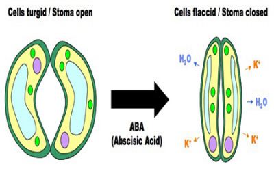 Abxixic (ABA) - Acid Abscisic (Chất ức chế sinh trưởng)