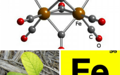 Dinh dưỡng vi lượng sắt: khả năng hấp thụ sắt ở thực vật