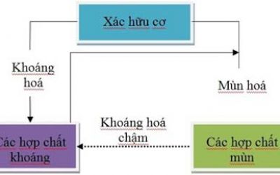 Quá trình hình thành chất hữu cơ trong đất