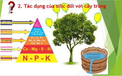 Vai trò của Silic đối với cây trồng - Phần 1: Silic trong đất