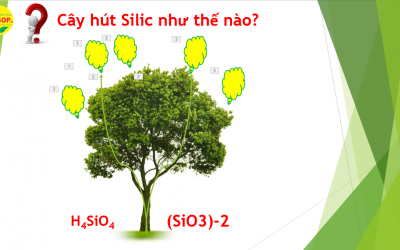 Vai trò của Silic đối với cây trồng - Phần 2: Silic trong cây