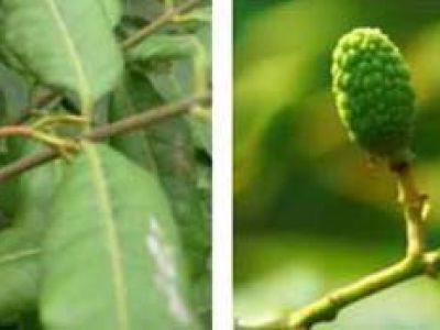 Bọ xít nâu hại vải nhãn