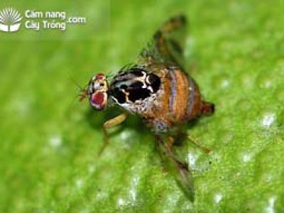 Ruồi đục quả địa trung hải
