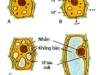 Auxin tổng hợp - IBA