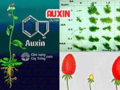 Auxin tổng hợp - NAA 99%