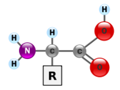 Axit Amin (RNH2) - Amino Acid