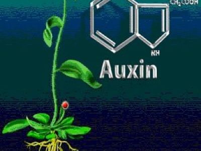 AUXIN