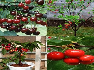 4 bước đơn giản trồng Cherry vừa làm cảnh vừa thu trái ngọt