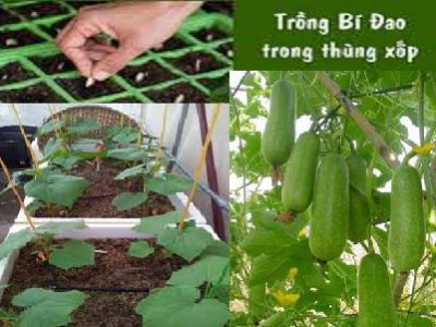 Bất ngờ 4 bước đơn giản chỉ cách trồng bí xanh trong thùng xốp