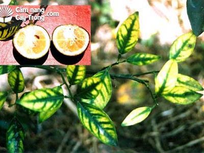 Vàng lá, Greening Cây bưởi , Cây cam , Cây quất cảnh (tắc) , Cây Phật thủ , Cây chanh