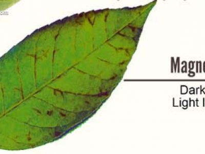 Magie (Mg) - Magnesium