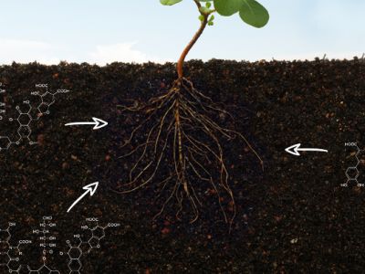 Chất hữu cơ, mùn, humate, axit humic, axit fulvic và humin... (phần cuối)