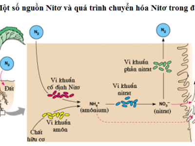 Dinh dưỡng Nitơ ở thực vật