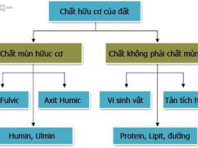 Chất hữu cơ (HC) - Organic matter (OM)