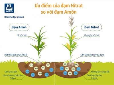 Nên bón Đạm dạng Amon hay dạng Nitorat? Phân biệt đạm gốc NH4+ và NO3-