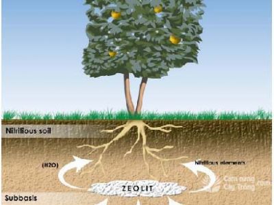 Tác dụng của Zeolite trong nông nghiệp