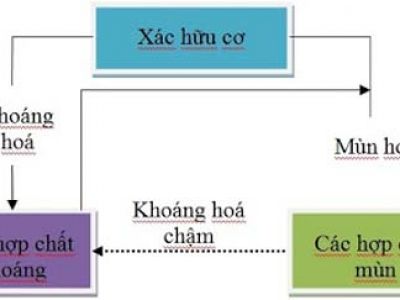 Quá trình hình thành chất hữu cơ trong đất