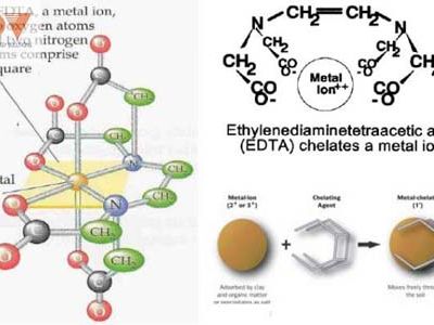 Vi lượng Chelate đối với cây trồng và khả năng phát triển tại Việt Nam