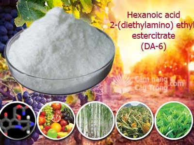 Hexanoic acid, 2-(diethylamino) ethyl estercitrate