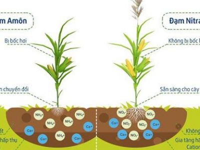 Phân bón là gì? tại sao phải sử dụng phân bón?