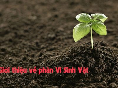 Cẩm nang cây trồng: Giới thiệu về phân Vi sinh vật