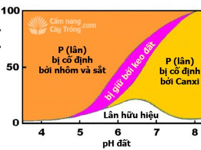 Công thức phối trộn phân trung lượng VÔI - LÂN - CANXI