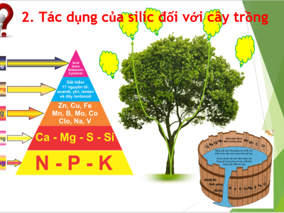 Vai trò của Silic đối với cây trồng - Phần 1: Silic trong đất